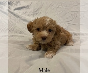 Maltipoo Puppy for sale in POWELL, TN, USA