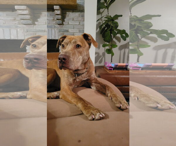 Medium Photo #6 Labrador Retriever-Unknown Mix Puppy For Sale in Doylestown, PA, USA