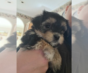 Morkie Puppy for Sale in GLOUCESTER, Virginia USA