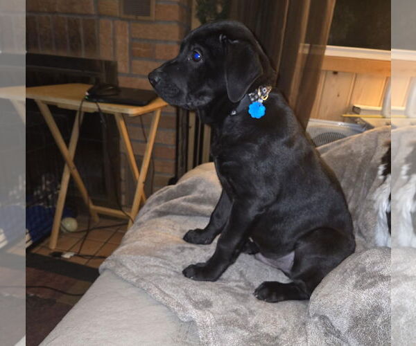 Medium Photo #4 Labbe Puppy For Sale in Princeton, MN, USA