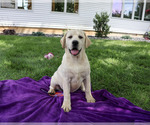 Image preview for Ad Listing. Nickname: Vidia