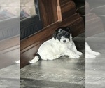 Small Photo #4 Schnoodle (Miniature) Puppy For Sale in GRAND RIVERS, KY, USA
