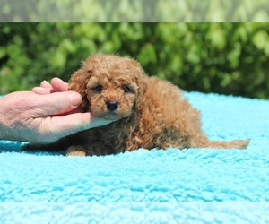 Goldendoodle (Miniature) Puppy for sale in DYERSBURG, TN, USA