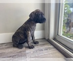 Puppy Harley Quinn Mastiff