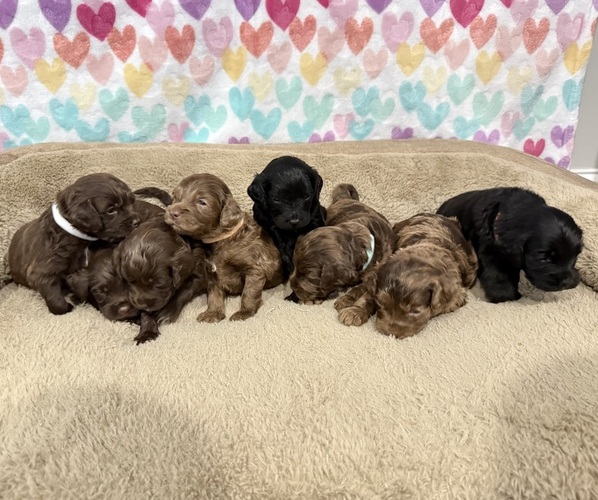 Medium Photo #1 Cocker Spaniel-Goldendoodle Mix Puppy For Sale in HINESVILLE, GA, USA
