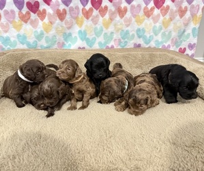 Cocker Spaniel-Goldendoodle Mix Litter for sale in HINESVILLE, GA, USA