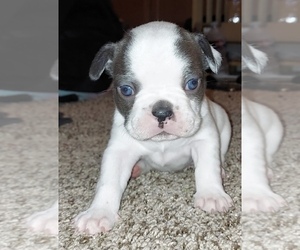French Bulldog Puppy for sale in VICTORVILLE, CA, USA
