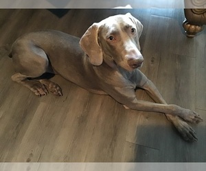 Weimaraner Puppy for sale in BOLINGBROOK, IL, USA