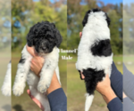 Puppy Flannel Labradoodle