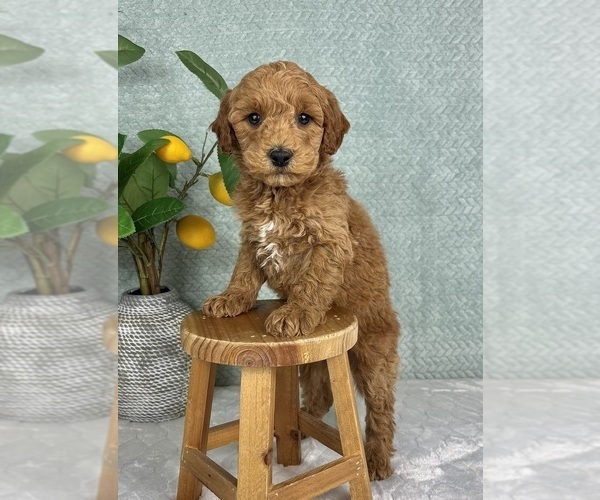 Medium Photo #1 Goldendoodle (Miniature) Puppy For Sale in FRANKLIN, IN, USA