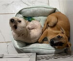 Small #16 Labrador Retriever Mix