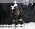 Puppy Kallie APR Dachshund