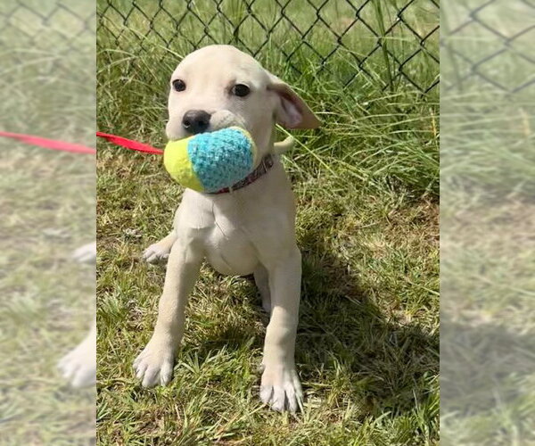 Medium Photo #2 Labrador Retriever Puppy For Sale in Tarrytown, GA, USA