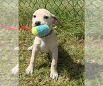 Small #1 Labrador Retriever