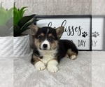 Small #3 Pembroke Welsh Corgi