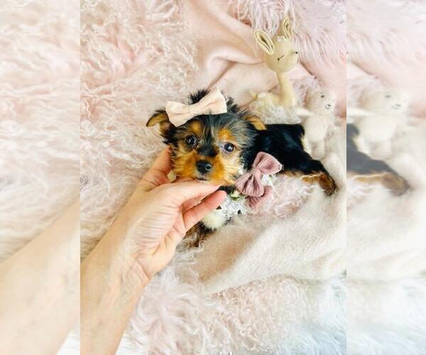 Medium Photo #21 Yorkshire Terrier Puppy For Sale in TAMPA, FL, USA
