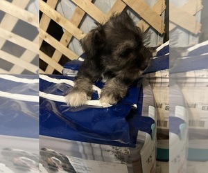 Schnauzer (Miniature) Puppy for sale in BOYLESTON, IN, USA
