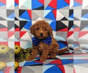 Poodle (Toy) Puppy for sale in GLEN ROCK, PA, USA