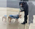 Small #35 American Staffordshire Terrier Mix