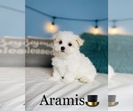 Small Photo #17 Maltese Puppy For Sale in COOKEVILLE, TN, USA
