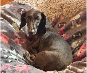 Dumpling - Female Dachshund Dog for Adoption - Photo #2