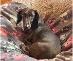 Small Photo #2 Dachshund Puppy For Sale in St. Louis Park, MN, USA