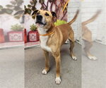 Small Labrador Retriever Mix