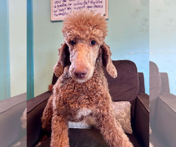 Medium Photo #7 Poodle (Standard) Puppy For Sale in Pacolet, SC, USA