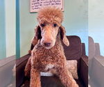 Small #6 Poodle (Standard)