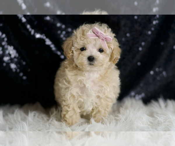 Medium Photo #4 Maltipoo Puppy For Sale in WARSAW, IN, USA