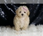 Small #3 Maltipoo