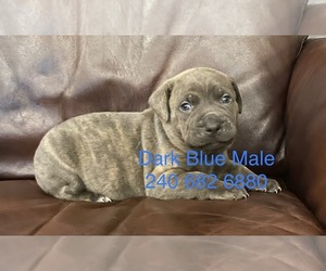 Cane Corso Dog for Adoption in DENTSVILLE, Maryland USA