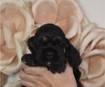 Puppy Puppy 2 Cocker Spaniel