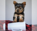 Small Photo #1 Yorkshire Terrier Puppy For Sale in LOWELL, MA, USA