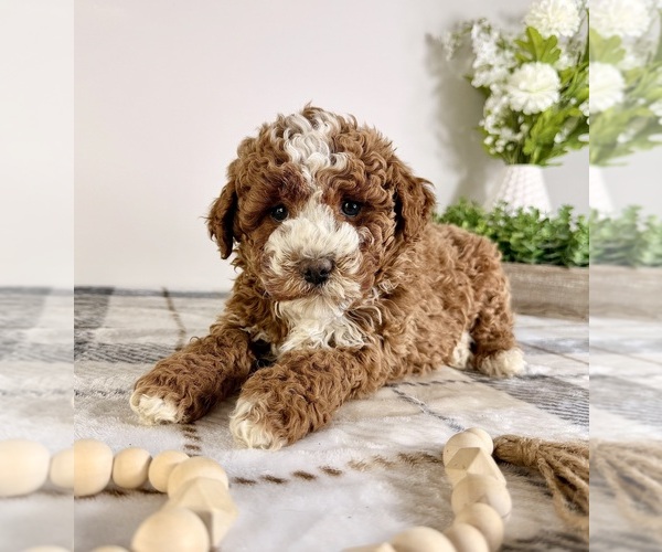 Medium Photo #3 Goldendoodle (Miniature) Puppy For Sale in GREENFIELD, IN, USA