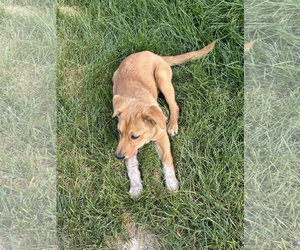Medium Photo #15 Mutt Puppy For Sale in Sandy, UT, USA
