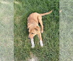 Small #14 Mutt