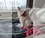 Small #17 Chihuahua Mix