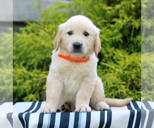 Golden Retriever Puppy for sale in LITITZ, PA, USA