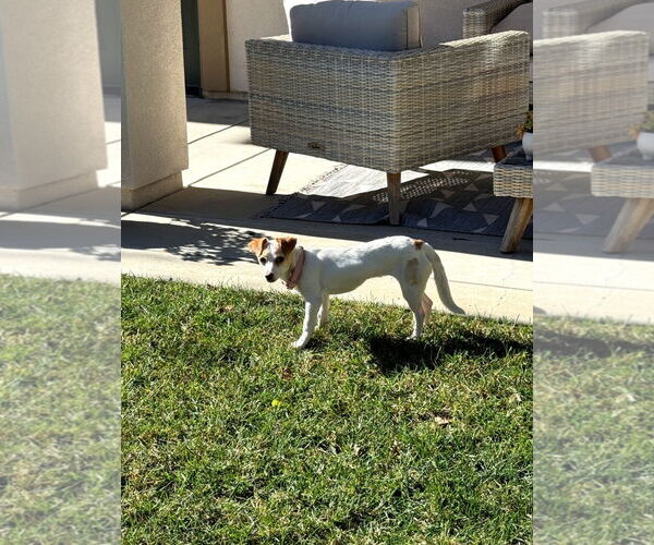 Medium Photo #8 Chihuahua-Unknown Mix Puppy For Sale in Escondido, CA, USA