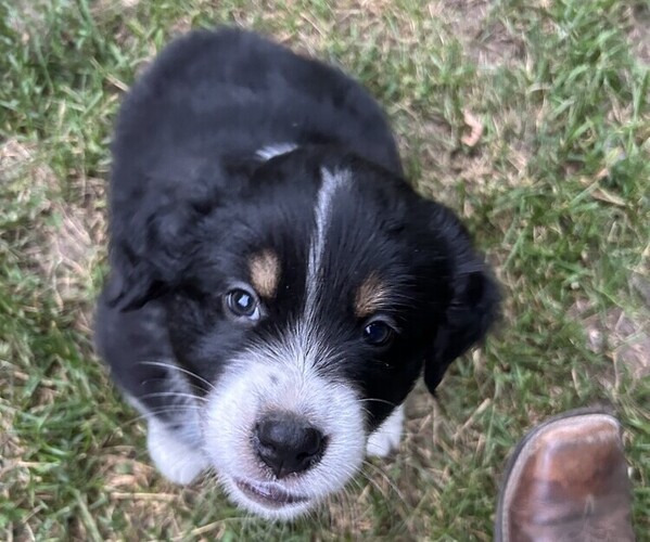 Medium Photo #1 Australian Shepherd Puppy For Sale in BIG RAPIDS, MI, USA