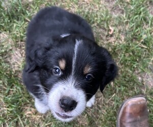 Medium Australian Shepherd