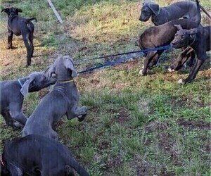 Great Dane Puppy for sale in PORT ORCHARD, WA, USA