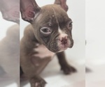 Puppy Puppy 3 American Bully