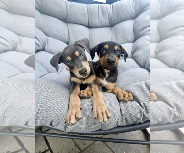 Medium Photo #6 Doberman Pinscher-Unknown Mix Puppy For Sale in Minneaoplis, MN, USA