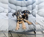 Small #5 Doberman Pinscher Mix
