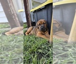 Puppy Red Female Cane Corso-Doberman Pinscher Mix