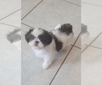 Puppy Puppy 3 Shih Tzu