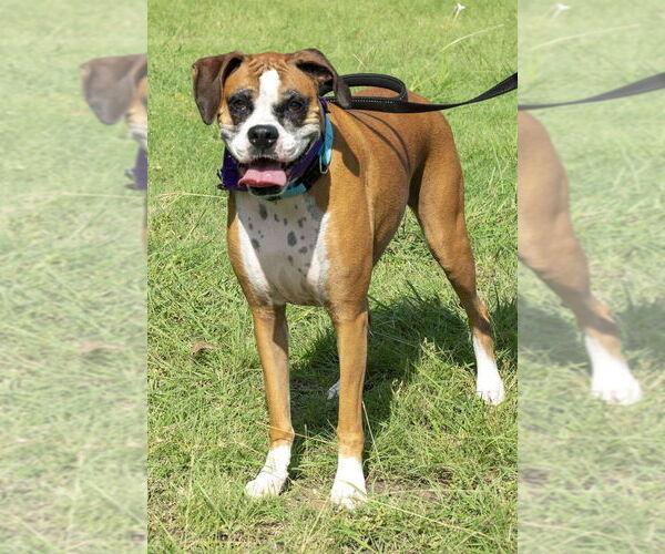 Medium Photo #12 Boxer Puppy For Sale in Austin, TX, USA