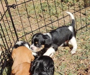 Beaglier-Cavalier King Charles Spaniel Mix Puppy for sale in SAN ANGELO, TX, USA